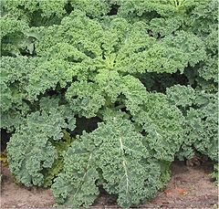 kale.jpg